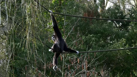Monkey sits on a rope Stock Footage 117438490