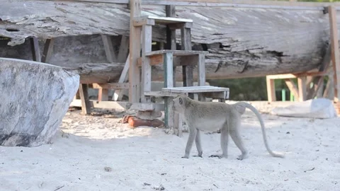 A monkey sits on a sandy beach by the water, meticulously examining and eat.. Stock Footage 299800969