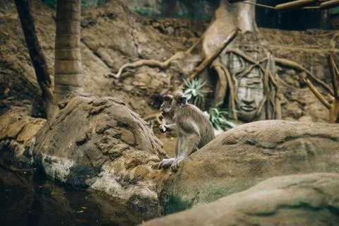 Monkey sits on the stone and eats Stock Photos