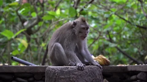 The monkey sits on a stone pedestal and eats something, swaying to the rhythm Stock Footage 150749323