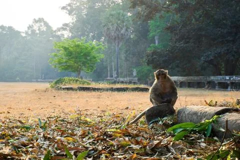 Monkey sits in temple complex Angkor Wat Siem Reap, Cambodia Foto stock