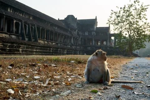 Monkey sits in temple complex Angkor Wat Siem Reap, Cambodia Stock Photos