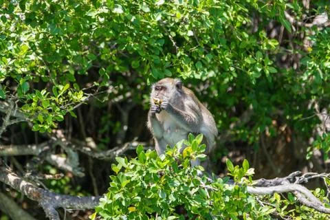 Monkey sits on a tree and eats fruit Phuket, Thailand Stock Photos