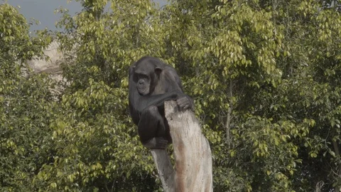 The monkey sits on a tree and looks around. Stock Footage 98379048