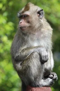 Monkey sits on a tree branch among leaves Stock Photos