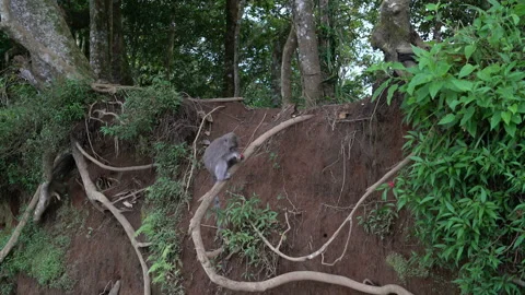 A monkey sits on a tree branch and eats a longan fruit Stock Footage 91305382