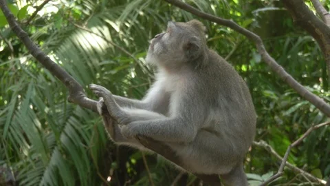 Monkey sits on the tree branch and looking around. Stock Footage 104411330