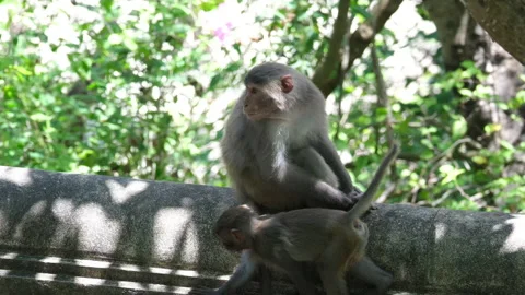 Monkey sits on tree branch and chews with green lush foliage background Stock Footage 326003357