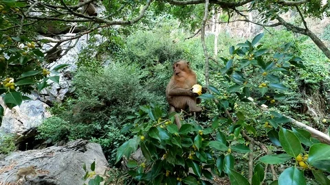 Monkey sits on a tree branch with a corn cob in its paws Stock Footage 126761754