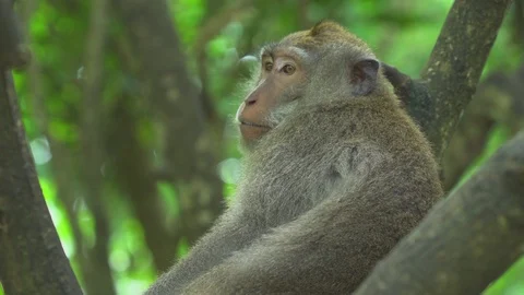 Monkey sits on the tree. Crab eating macaque, Bali, Indonesia Video stock 85876389