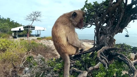 Monkey sits on a tree Video stock 86485900