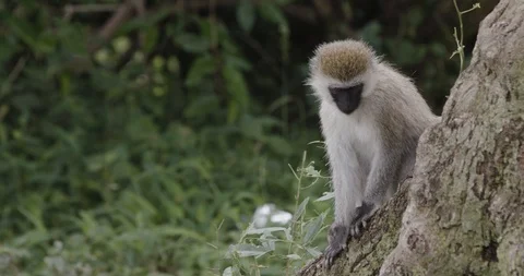 Monkey sits on a tree Stock Footage