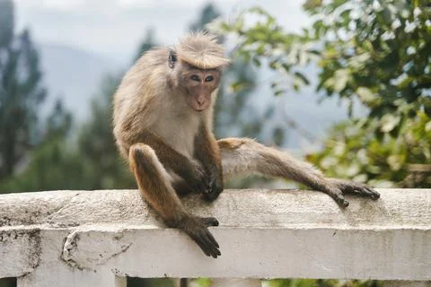 The monkey sits on a tree. Monkey in tropical forest vegetation. wildlife scene Stock Photos
