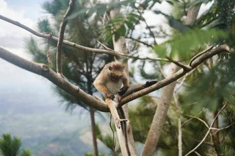 The monkey sits on a tree. Monkey in tropical forest vegetation. wildlife scene Stock Photos