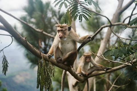 The monkey sits on a tree. Monkey in tropical forest vegetation. wildlife scene Stock Photos