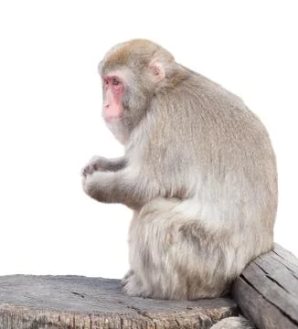 Monkey sits on tree Stock Photos