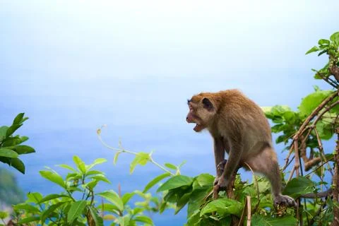 A monkey sits on a tree with a view of the ocean and a cliff on the island .. Stock Photos