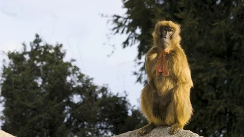Monkey sits upright on a rock Stock Footage 105366157