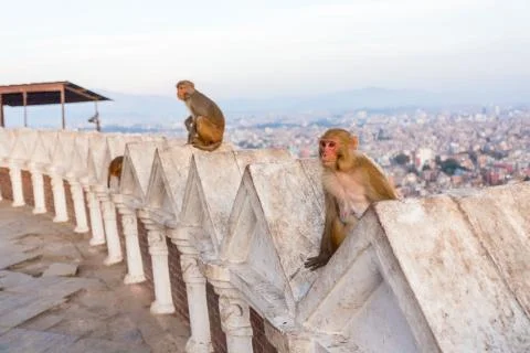 A monkey sits on a wall Stock Photos
