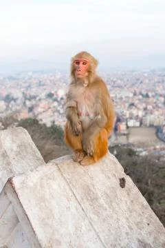 A monkey sits on a wall Stock Photos
