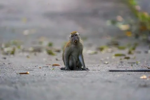 Monkey sits on wet pavement, looking upward Stock Photos