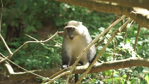 Monkey Sitting 1 Stock Footage 121177218