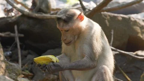 Monkey is sitting against the backdrop of jungle roots and eating a banana Stock Photos