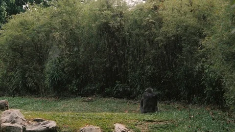 Monkey sitting alone on the ground back to the camera in 4K Stock Footage 102768185