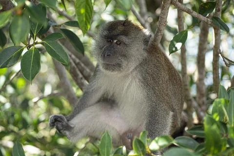 A monkey sitting among the branches of a tree Stock Photos