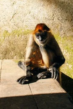 The monkey is sitting and brought in chains Stock Photos