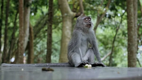Monkey sitting and eating in the forest Stock Footage 229777965