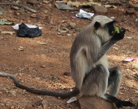 Monkey sitting and eating fruit Foto stock