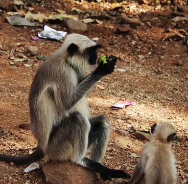 Monkey sitting and eating fruit Stock Photos