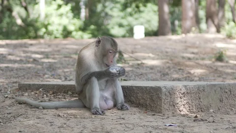 A monkey sitting and eating On the ground in the forest of Thailand Stock Footage 118794557