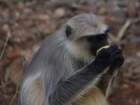 Monkey sitting and eating Foto stock