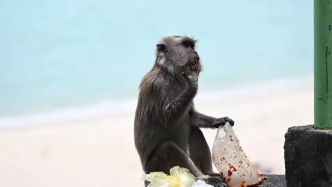 A monkey sitting and eating from a plastic bag with the sea in the background. Stock Footage 319297128