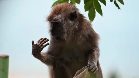 A monkey sitting and eating from a plastic bag with the sea in the background. Stock Footage 319297158