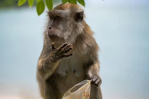 A monkey sitting and eating from a plastic bag with the sea in the background. Stock Photos
