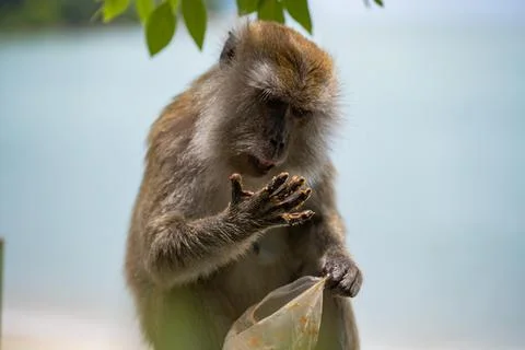 A monkey sitting and eating from a plastic bag with the sea in the background. Stock Photos