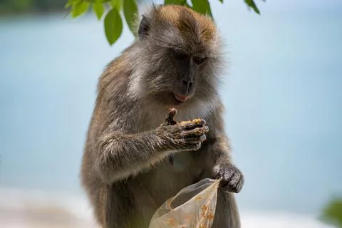 A monkey sitting and eating from a plastic bag with the sea in the background. Stock Photos