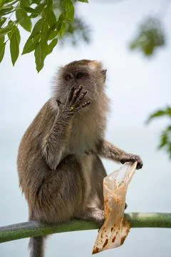 A monkey sitting and eating from a plastic bag with the sea in the background. Stock Photos