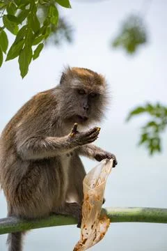 A monkey sitting and eating from a plastic bag with the sea in the background. Stock Photos