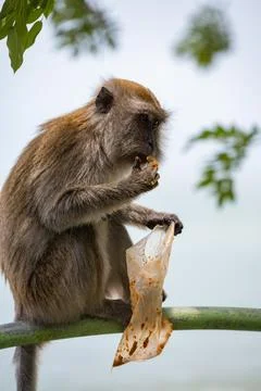A monkey sitting and eating from a plastic bag with the sea in the background. Stock Photos