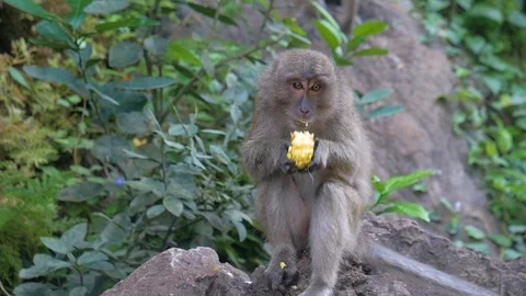 Monkey sitting and eating something 스톡 동영상 122685910