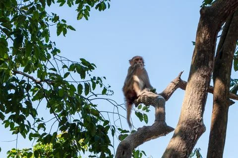 A monkey sitting and eating on a tree branch Stock Photos