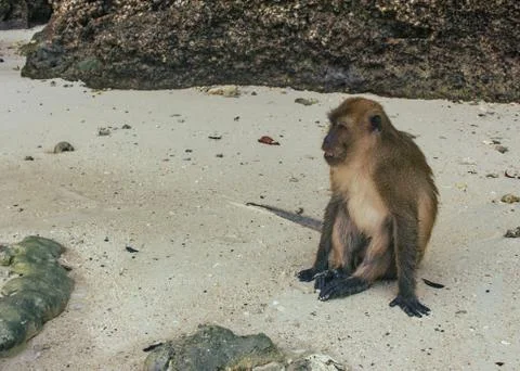 Monkey sitting and exploring beach island Stock Photos