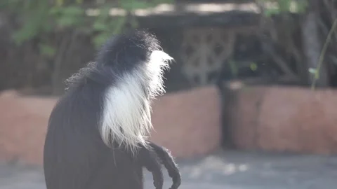 Monkey sitting and looking around Stock Footage 170259771