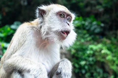 Monkey sitting and looking around in kuala lumpur, malaysia Stock Photos