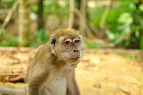 Monkey is sitting and looking Stock Photos