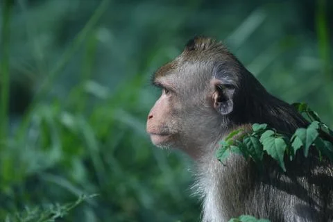 Monkey is sitting and looking at something with interest and curiosity, aga.. Stock-Fotos